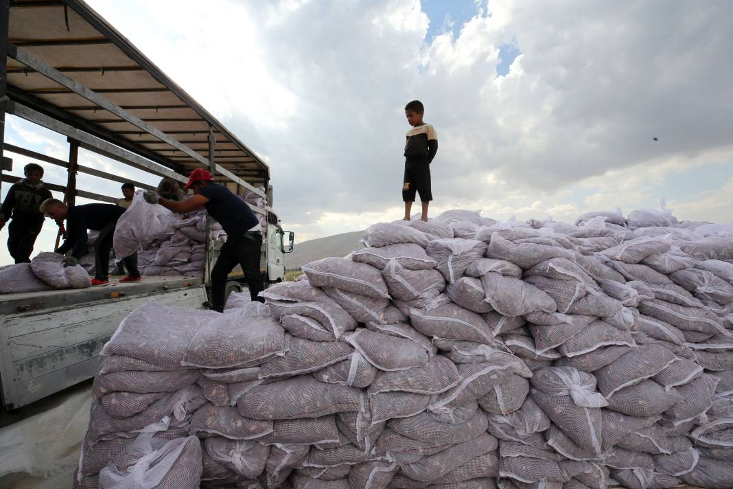 Süphan Dağı’nda yetişiyor 12 kilodan 1 kilo çıkıyor. Türkler 1 kilo bile alamıyor 14